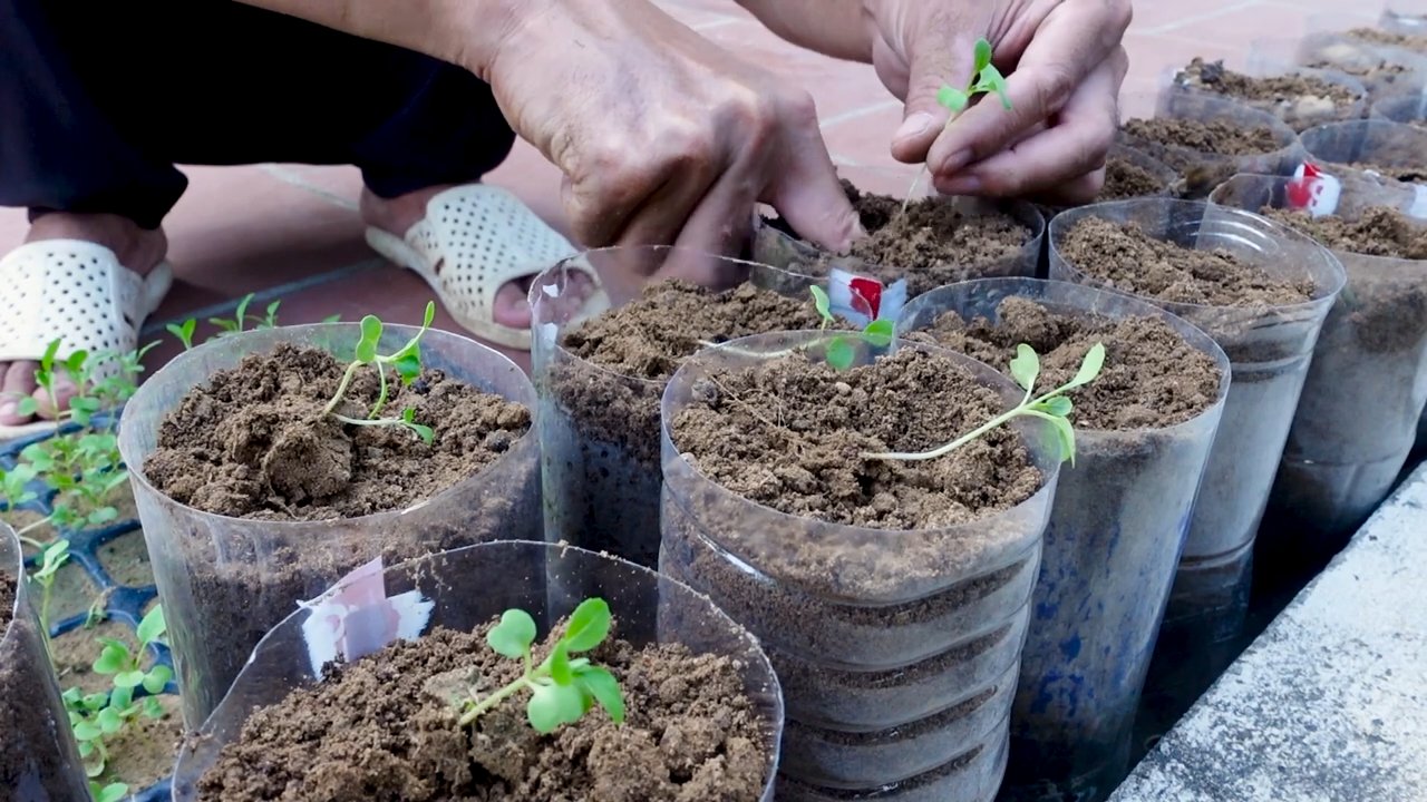 Gartenlösung ohne Garten