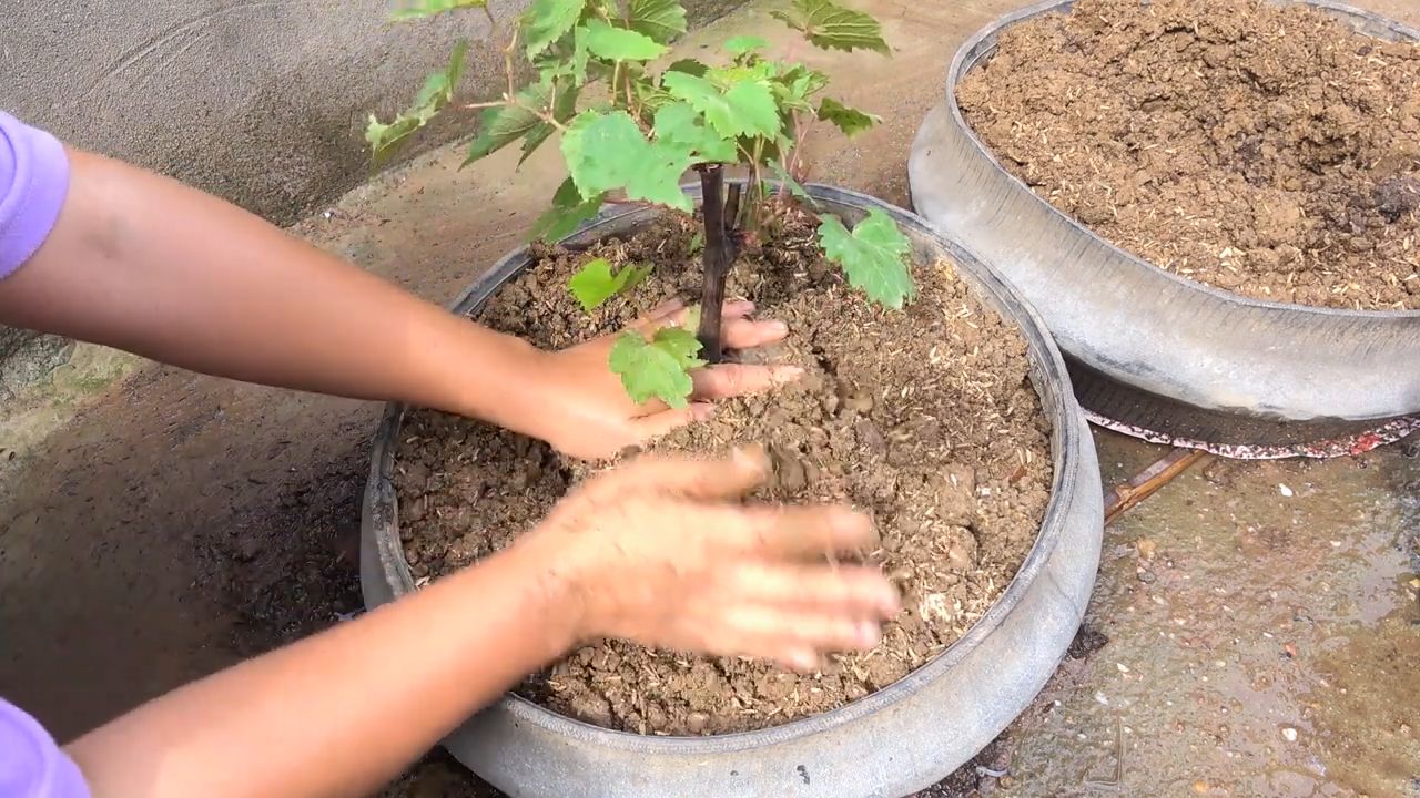 Weinreben ziehen aus Ästen
