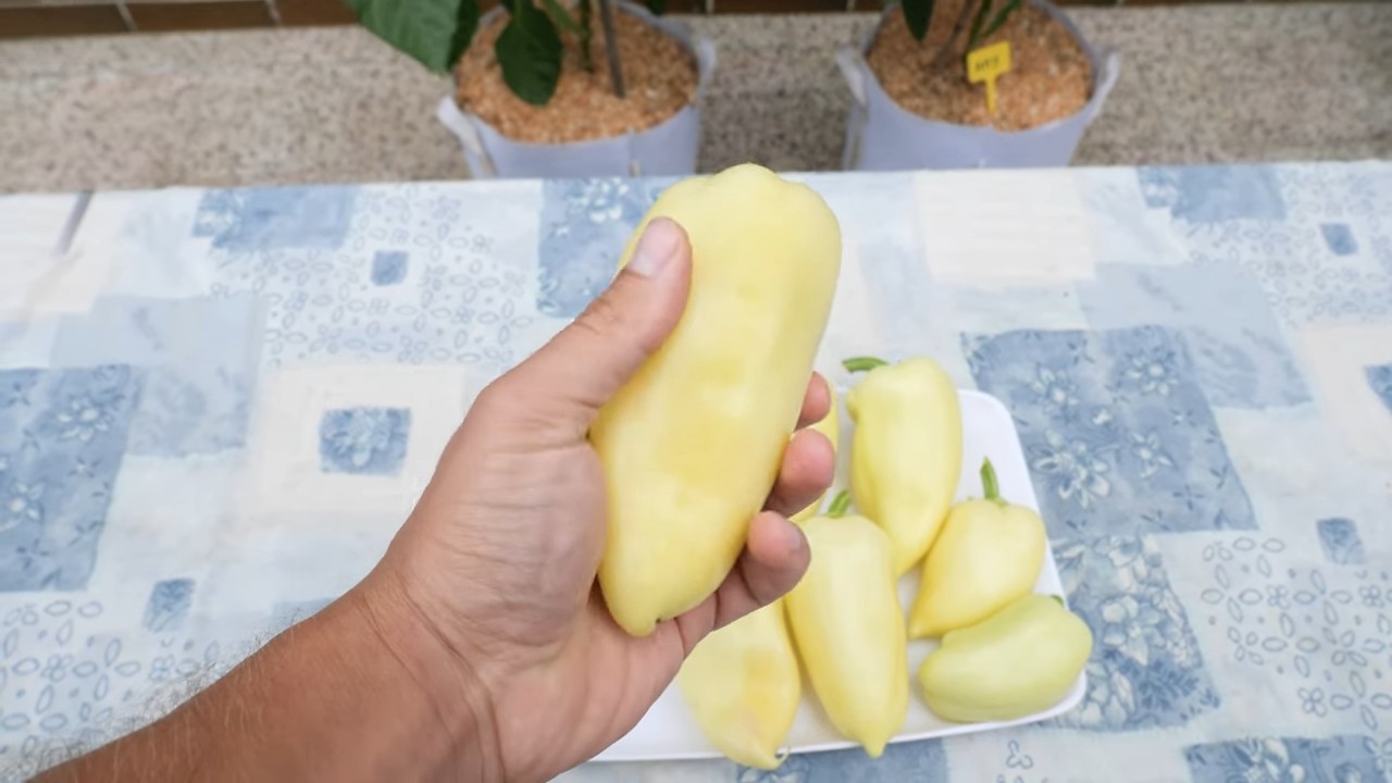 Paprika Anbau zu Hause
