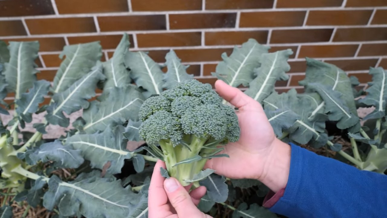 Brokkoli Anbau Kleiner Garten