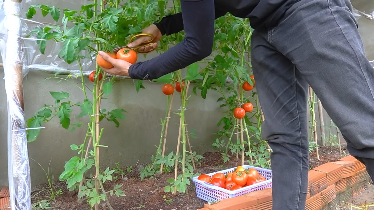 Tomaten im Topf anbauen