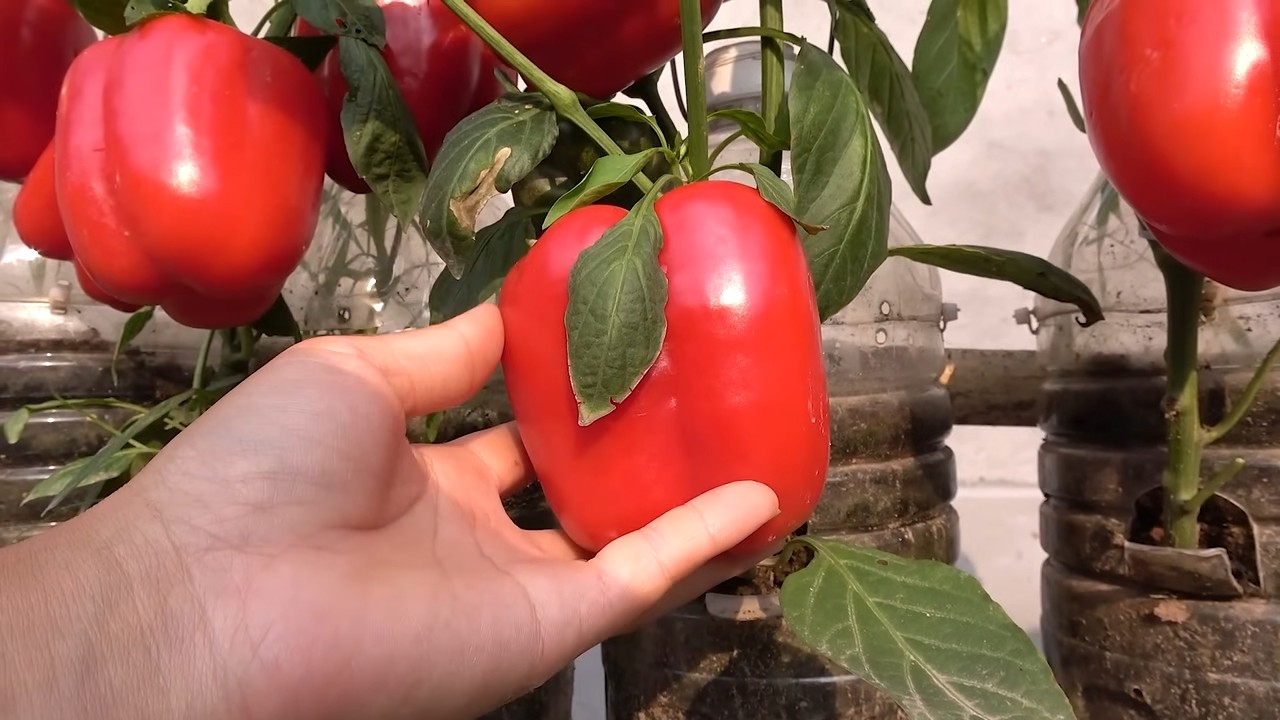 Paprika Anbau im Topf