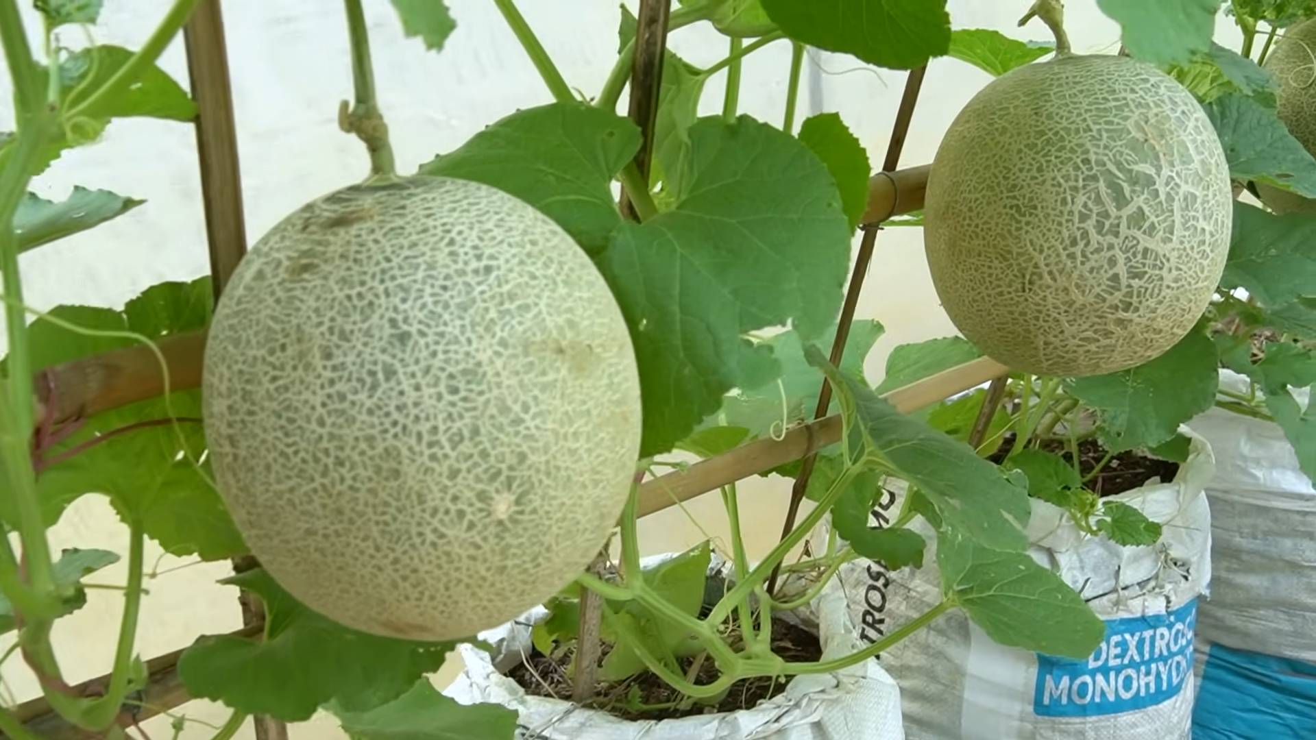 Cantaloupe Anbau Grow Bag Trick