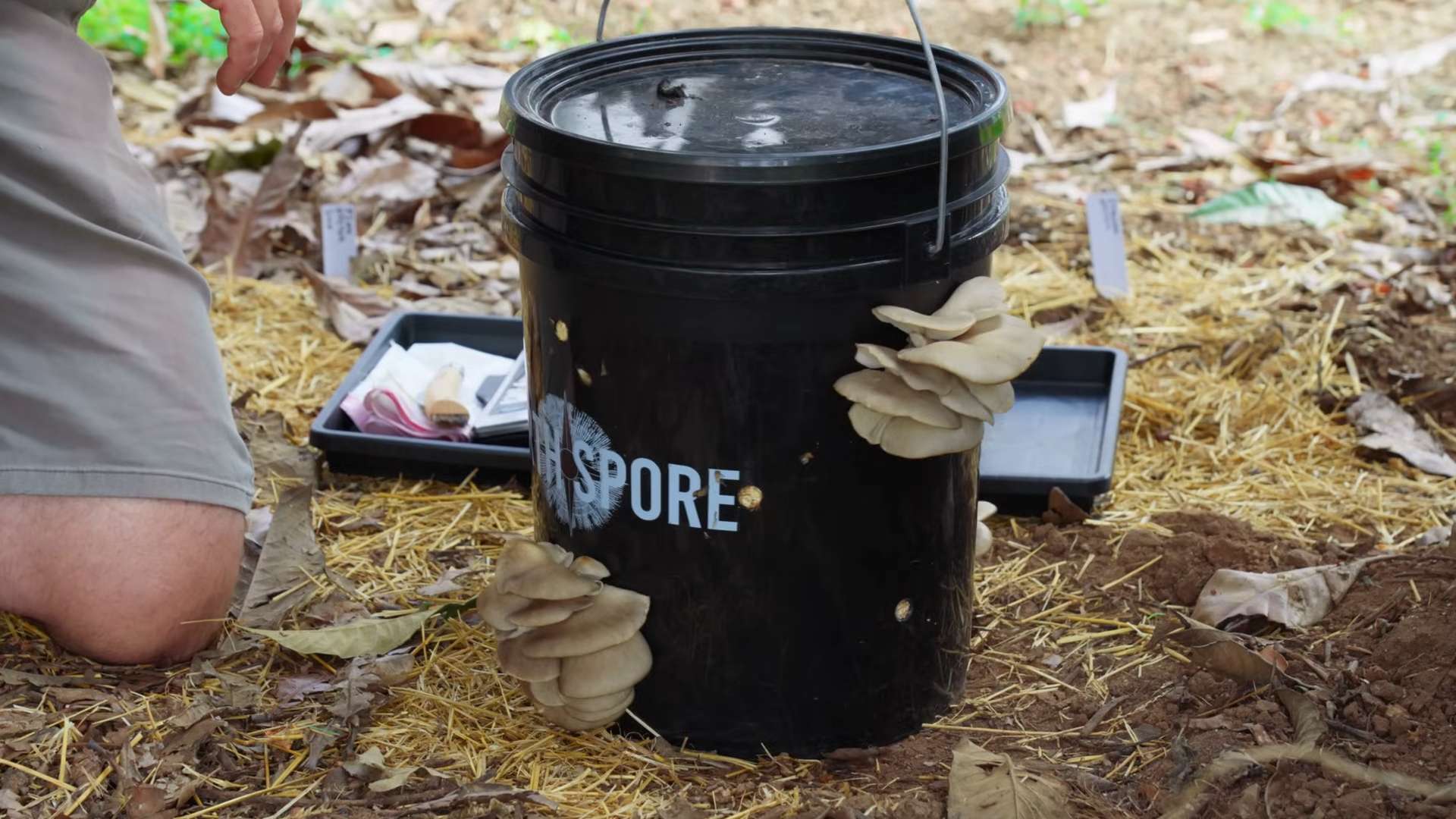 Pilze im Eimer züchten