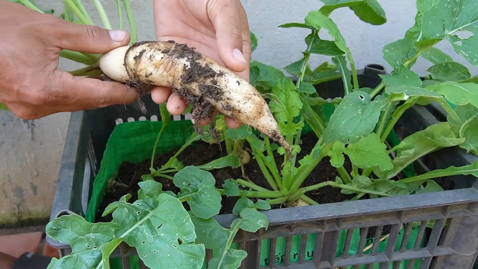 Radieschen Ernte steigern