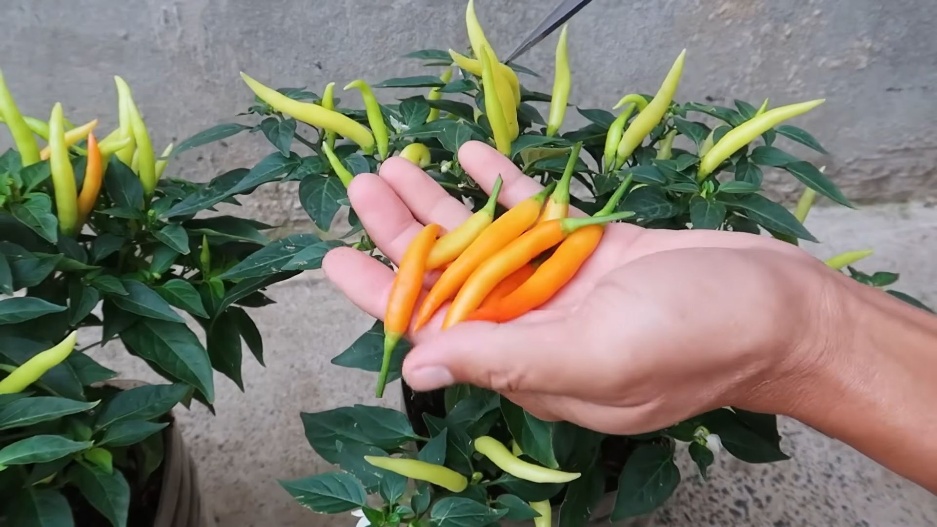 Chili Anbau Geheimnis