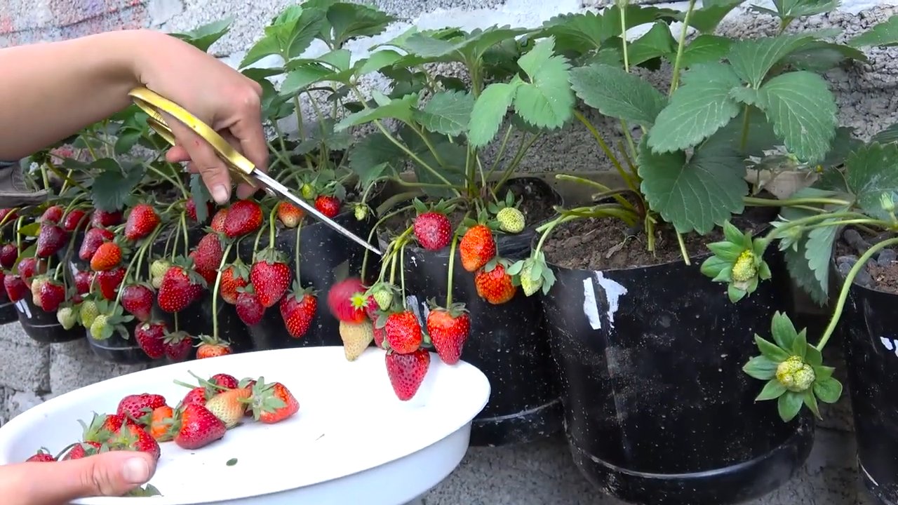 Erdbeeren selber anbauen