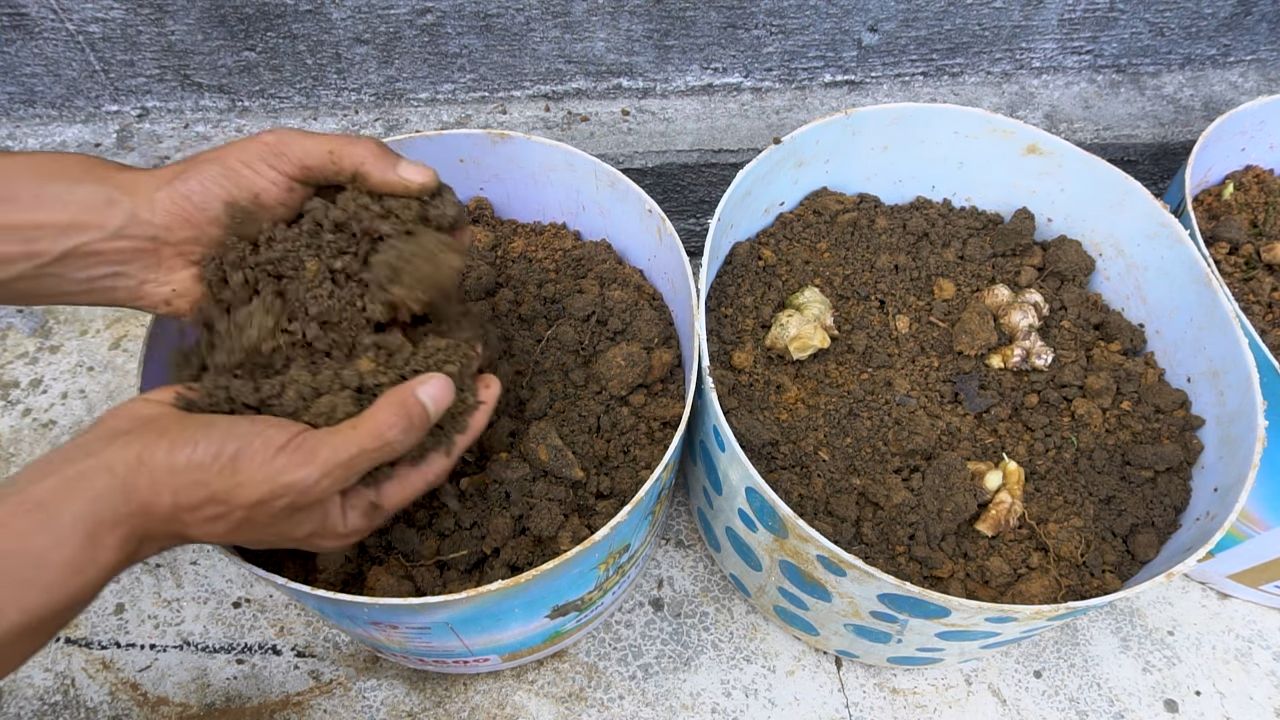 Ingwer Anbau Plastikbehälter
