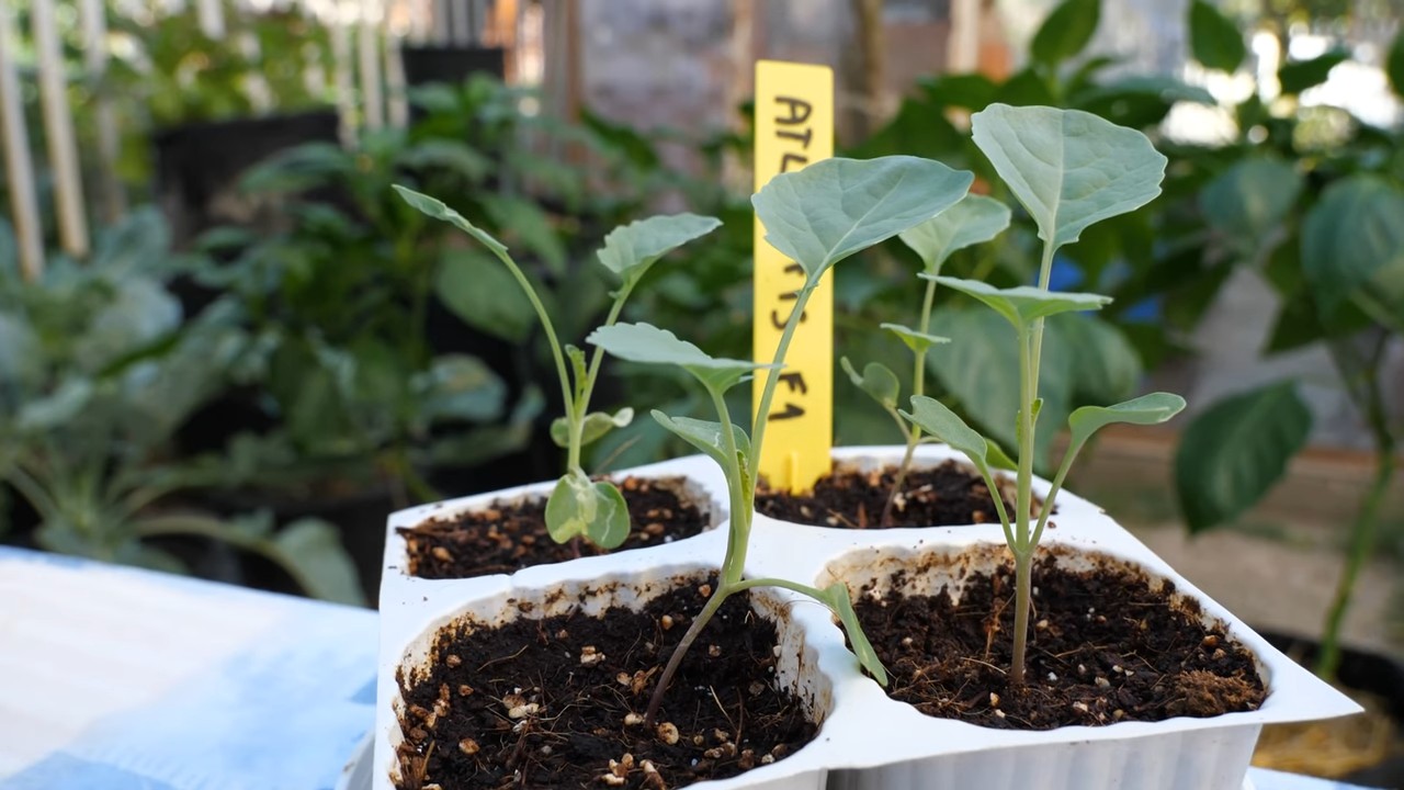 Brokkoli Anbau Kleiner Garten