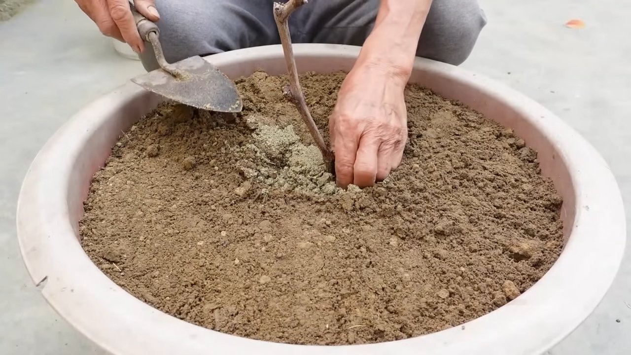 Zitronen anbauen tägliche Ernte