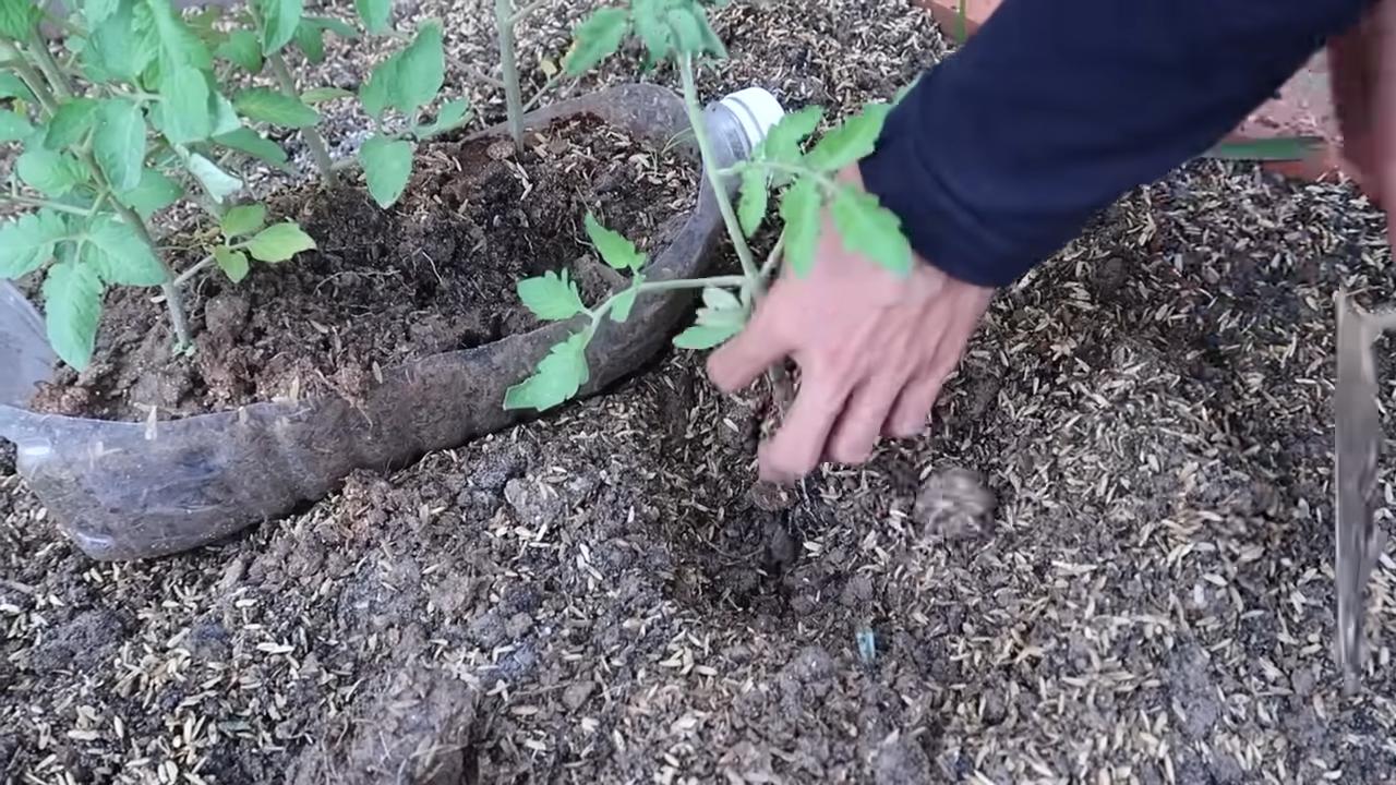 Tomaten im Topf anbauen