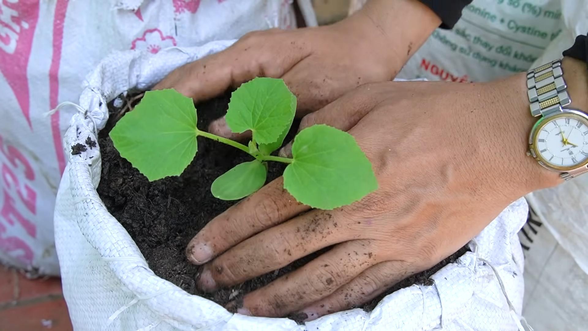 Cantaloupe Anbau Grow Bag Trick