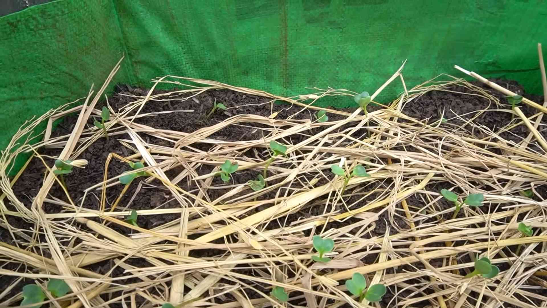 Radieschen Ernte steigern