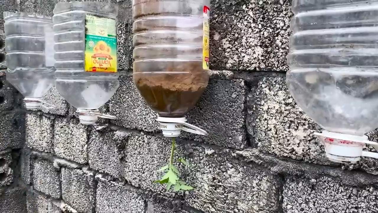 Tomaten Indoor Anbauen