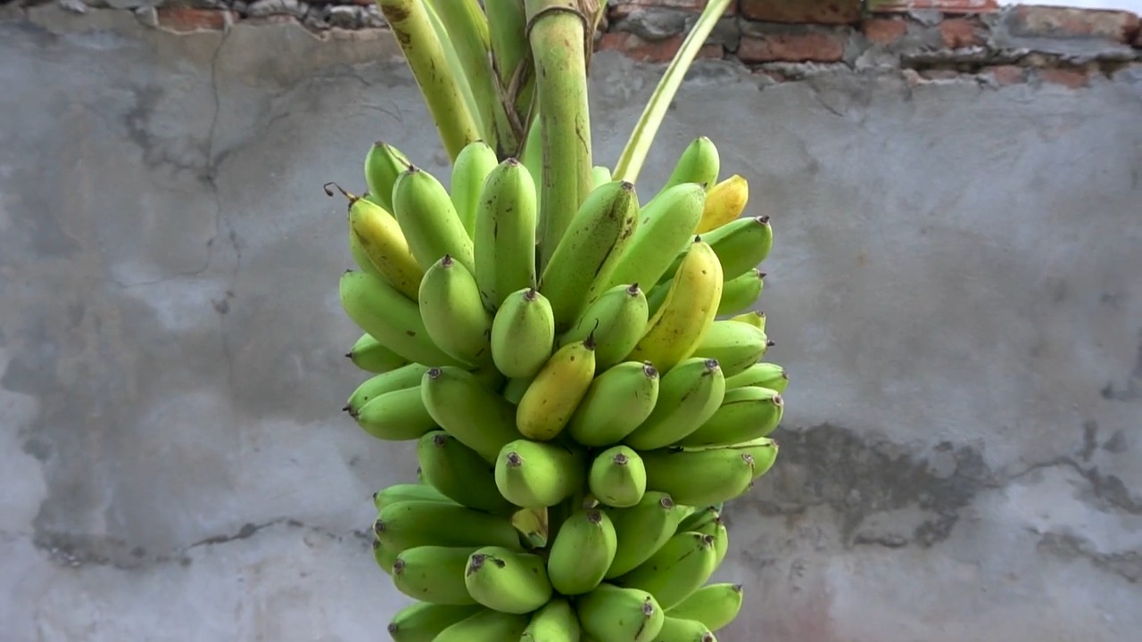 Bananenernte im ersten Jahr