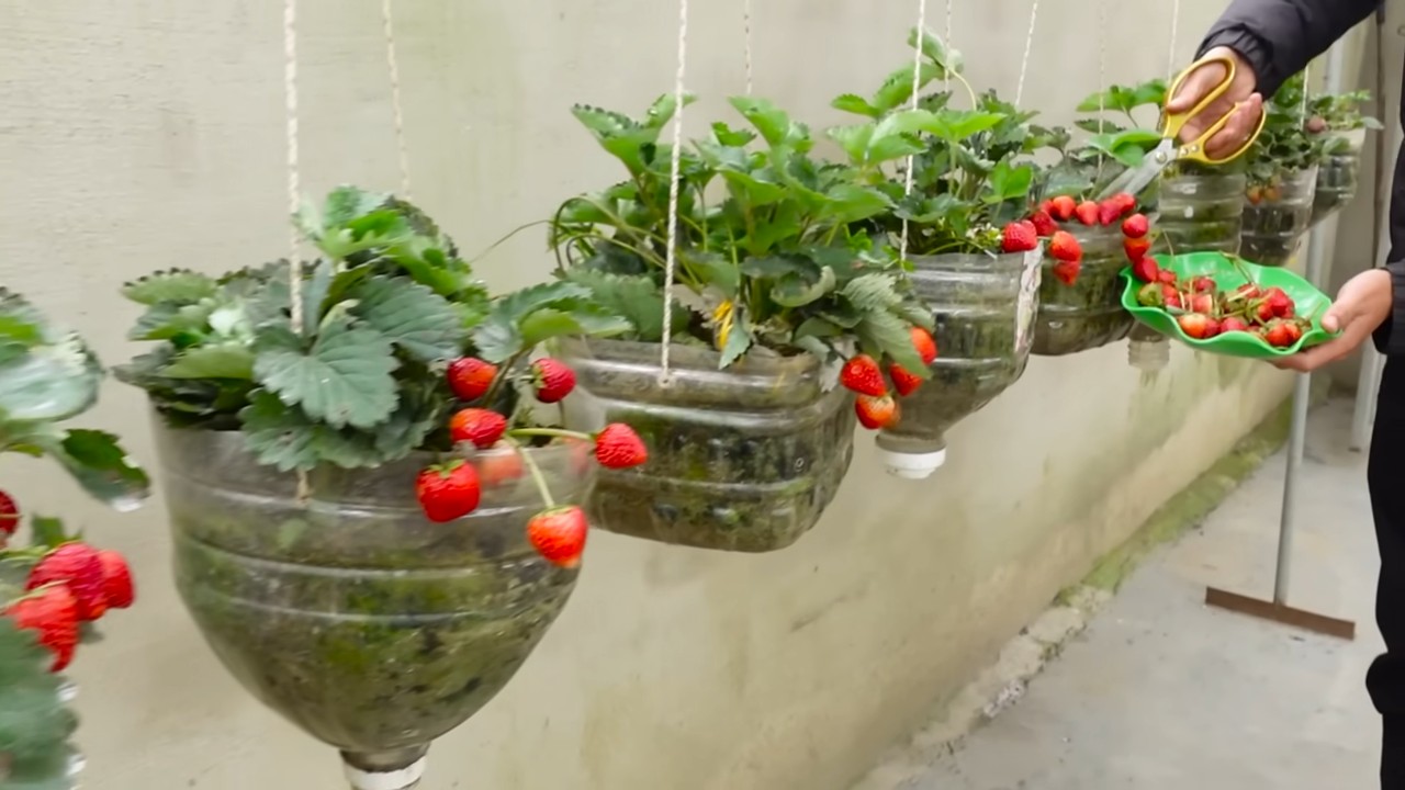 Erdbeeren selber anbauen