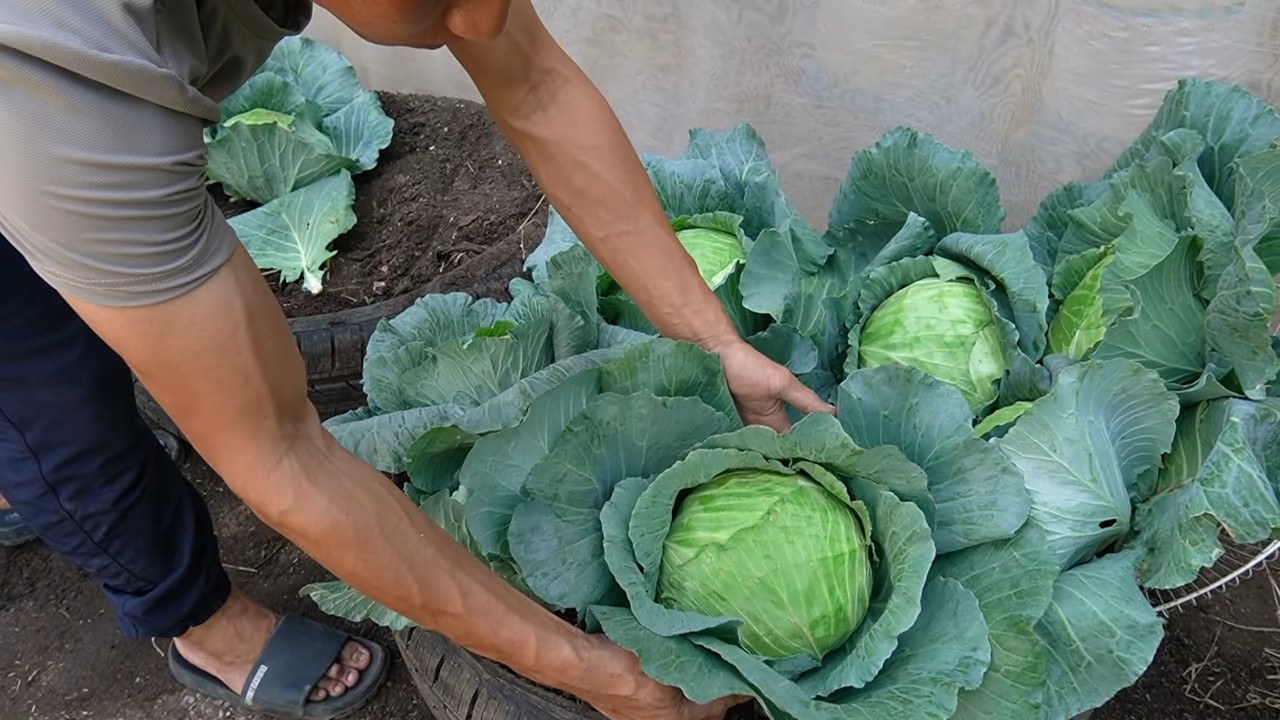 Kohl anbauen in Minuten