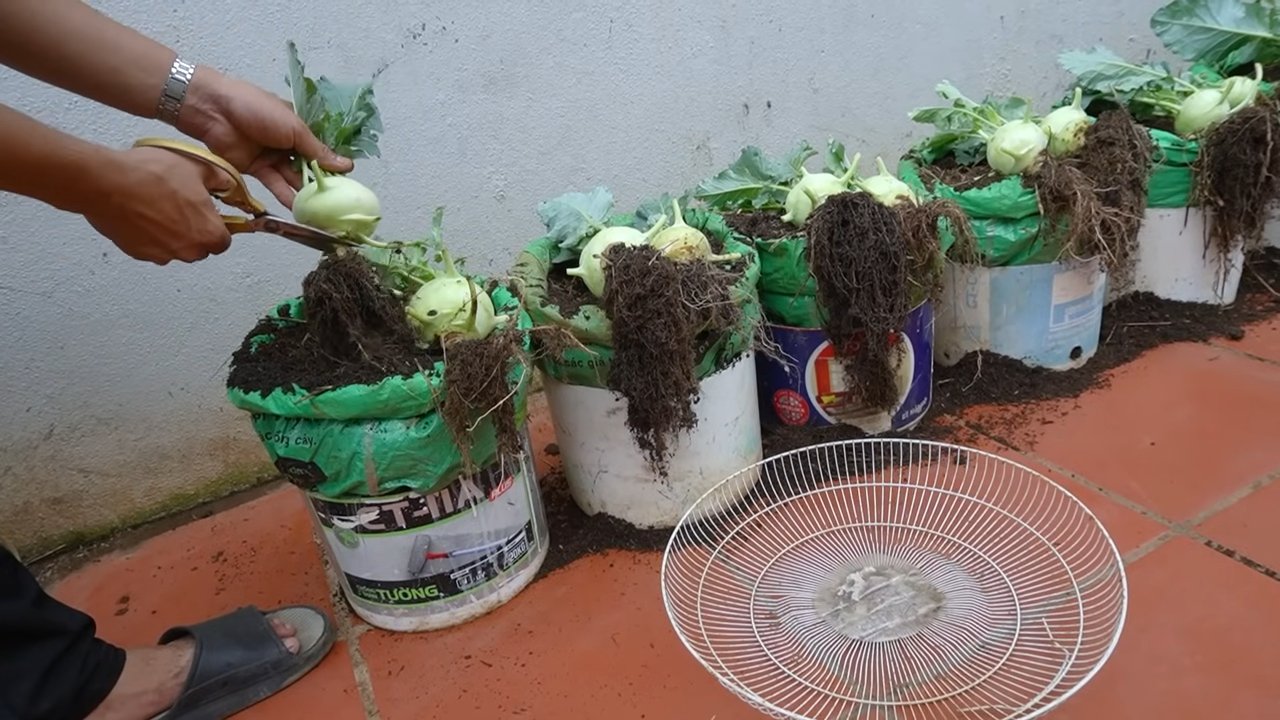 DIY Kohlrabi Pflanzgefäß