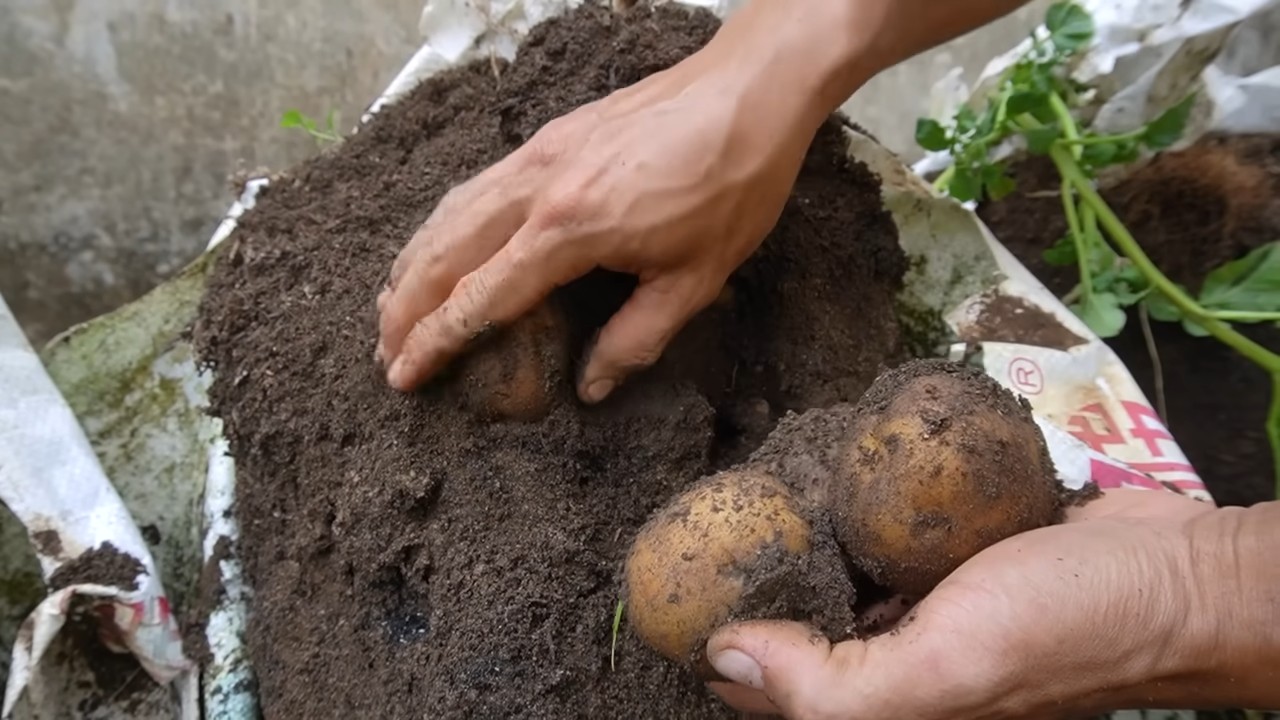 Kartoffeln im Pflanzsack anbauen