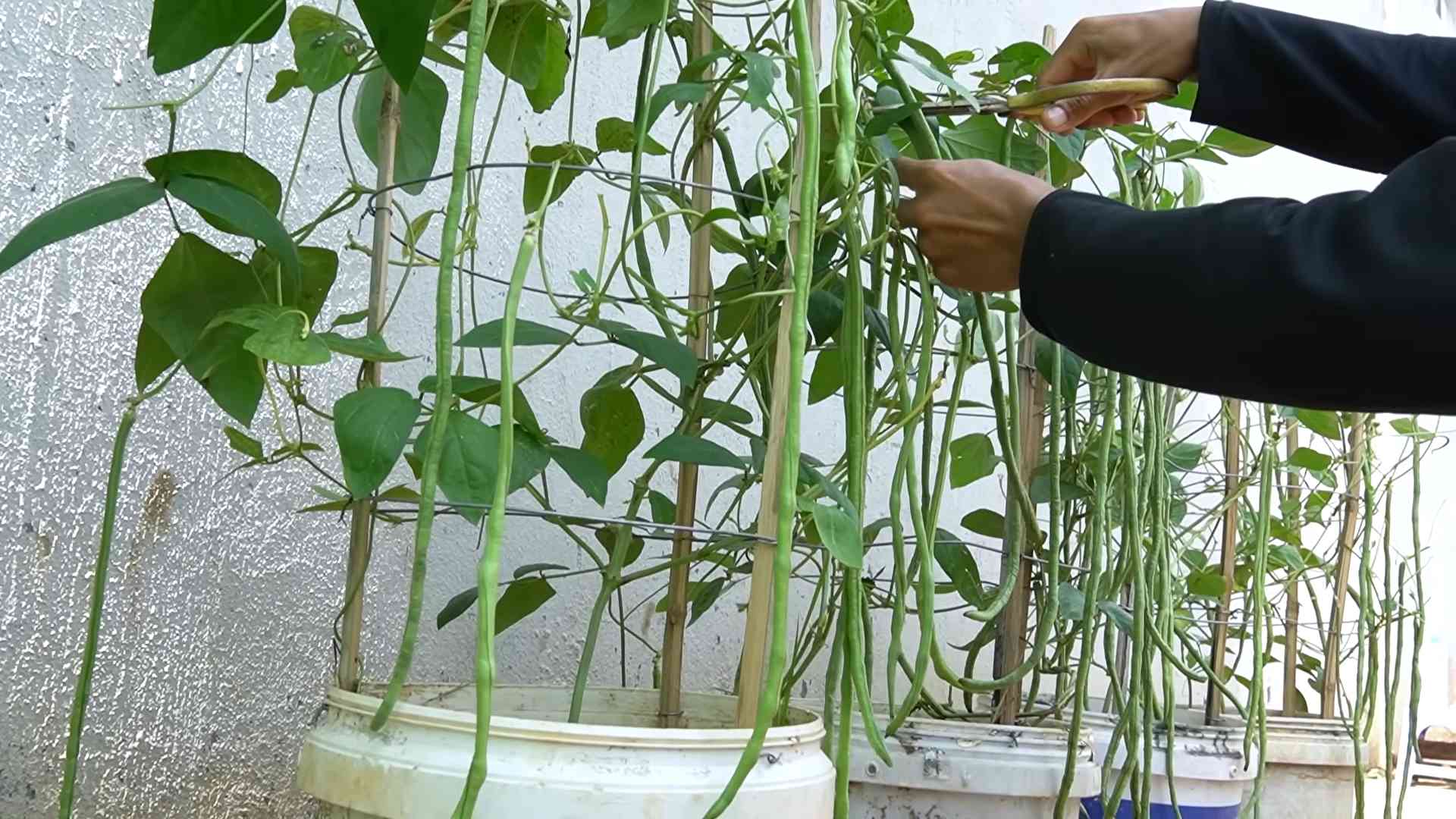 Stangenbohnen schnell anbauen