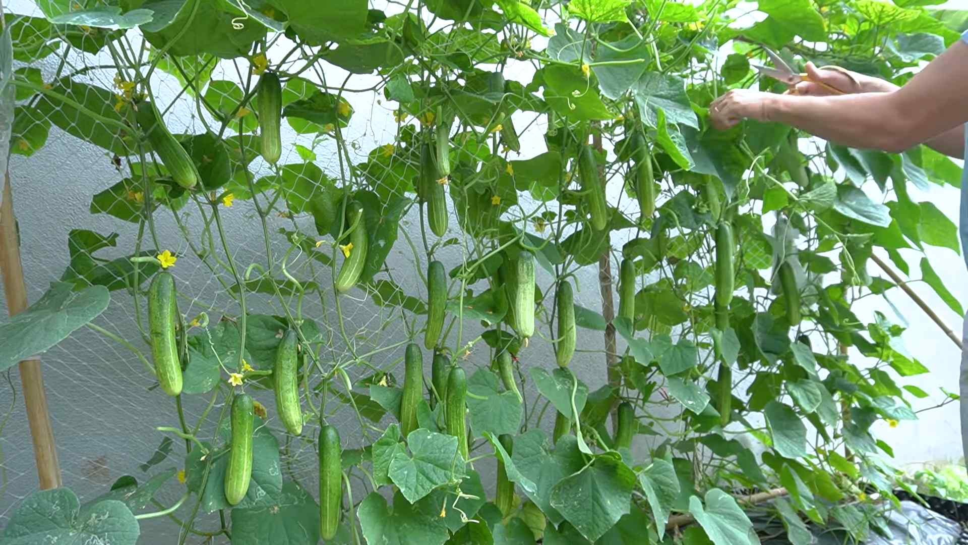 Gemüseanbau ohne Garten