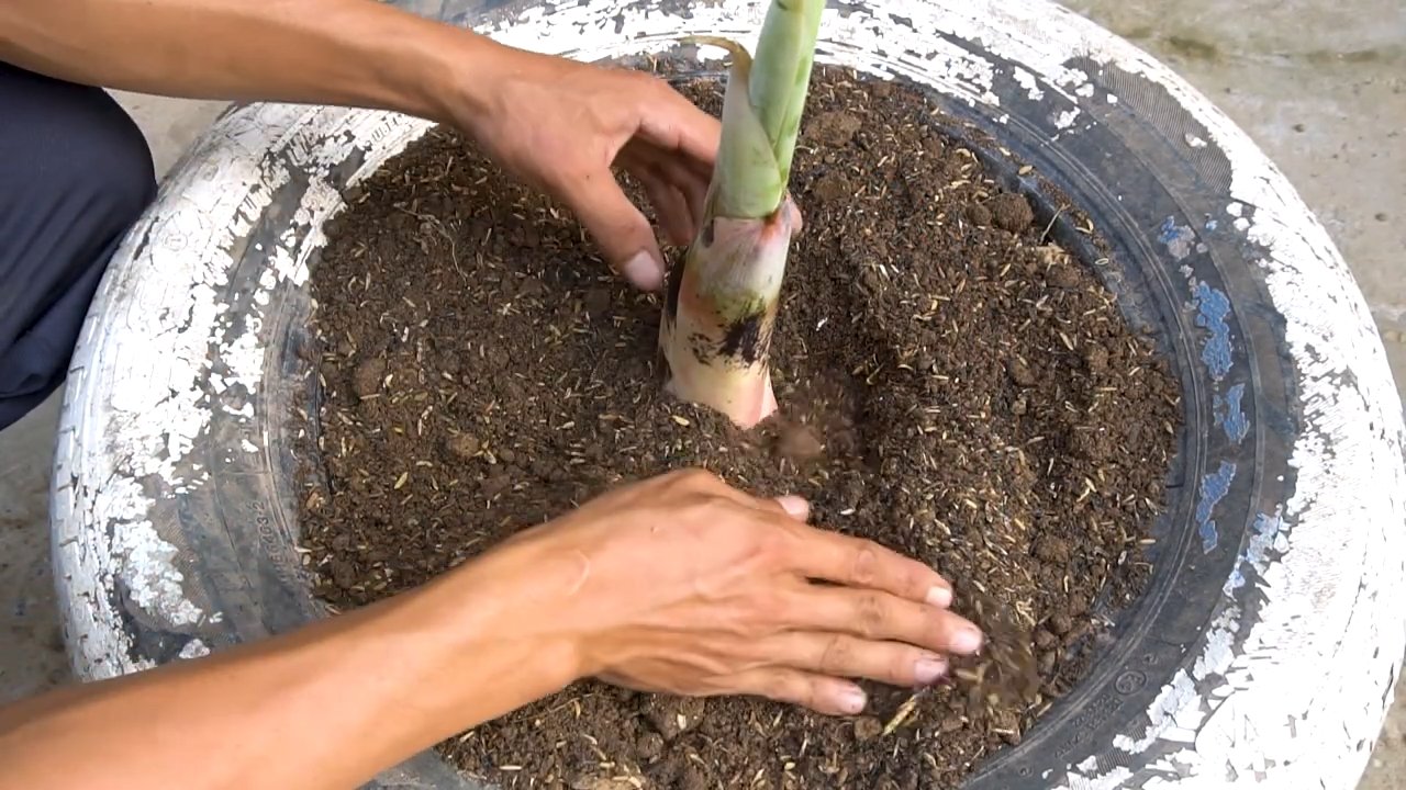 Bananenernte im ersten Jahr