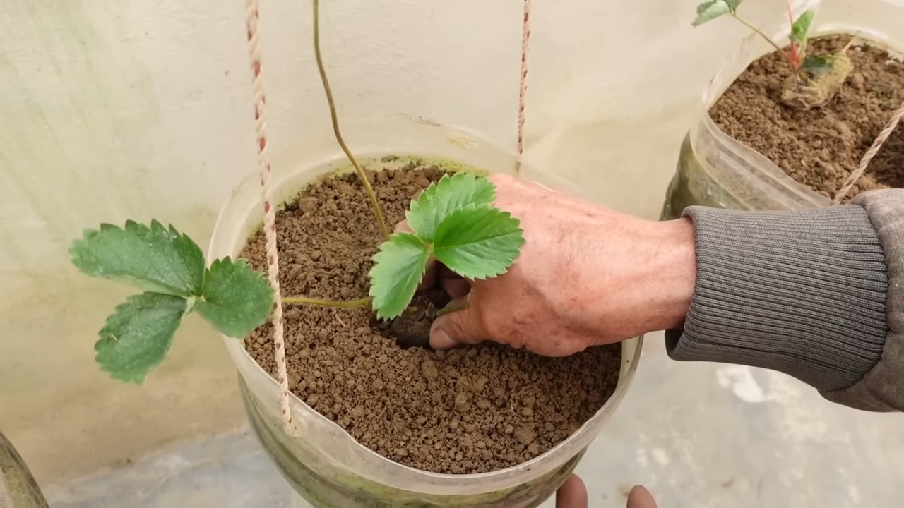 Erdbeeren selber anbauen