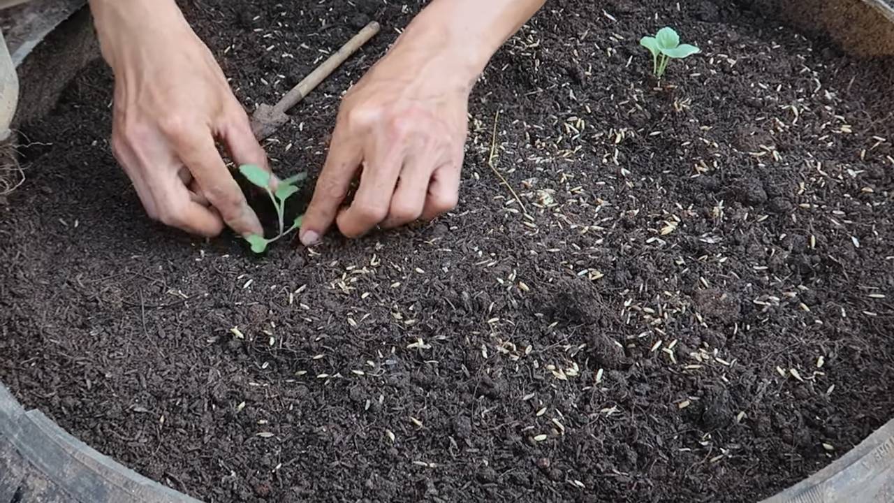 Kohl anbauen in Minuten
