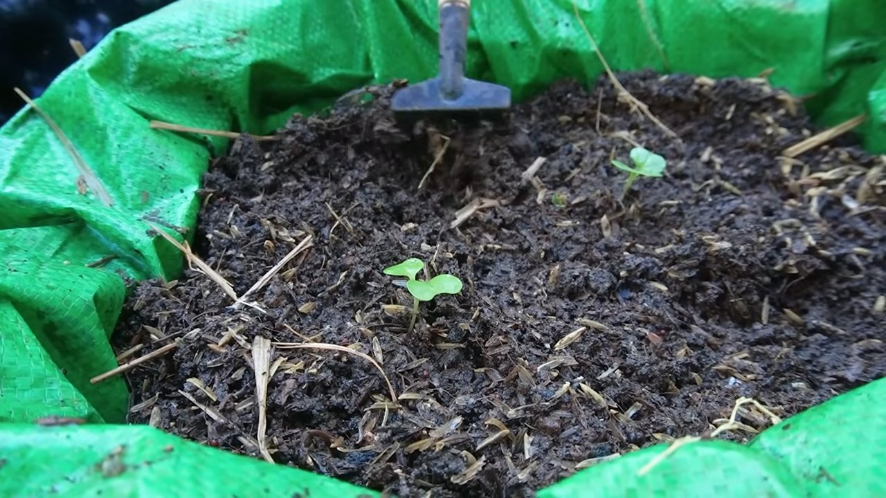 DIY Kohlrabi Pflanzgefäß