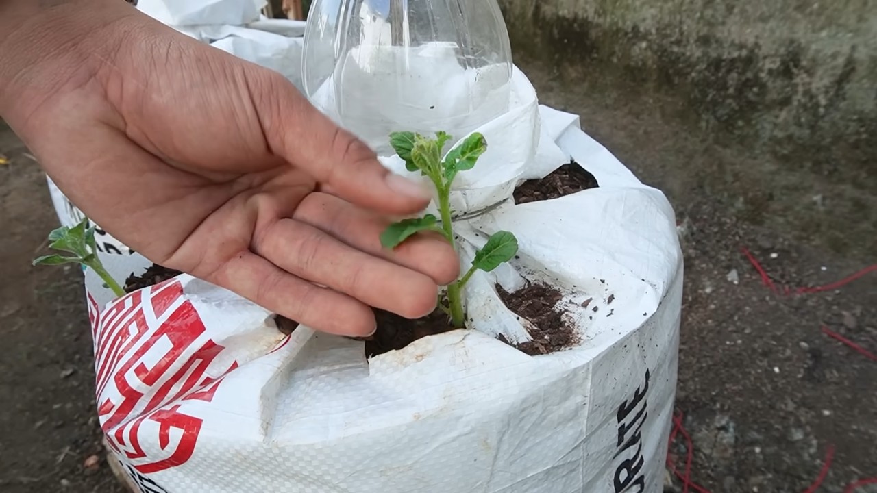 Kartoffeln im Pflanzsack anbauen