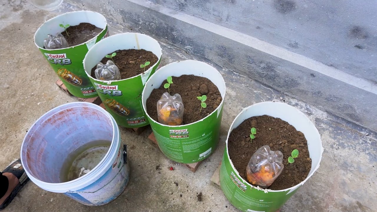 Wassermelone anbauen kleiner Raum