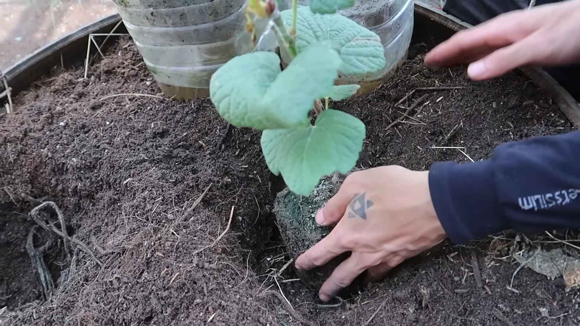 Trauben anbauen Blutzucker kontrollieren