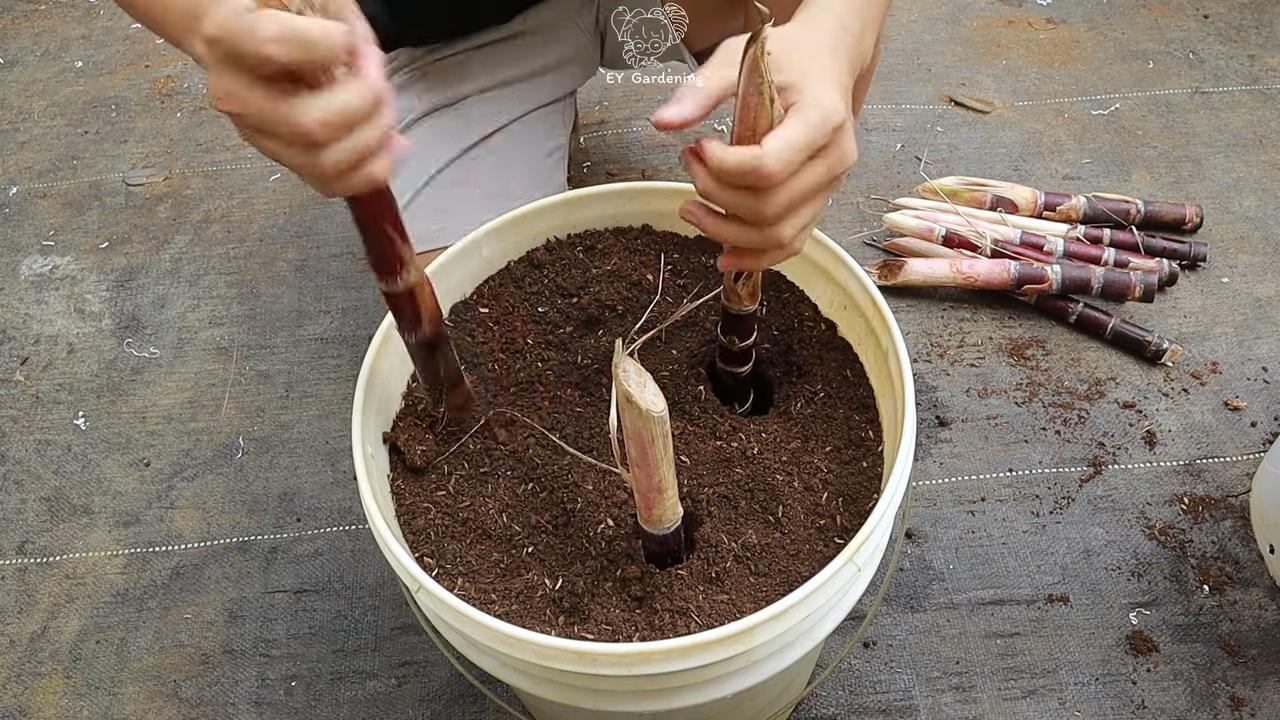 Zuckerrohr Anbau Kleine Wohnung