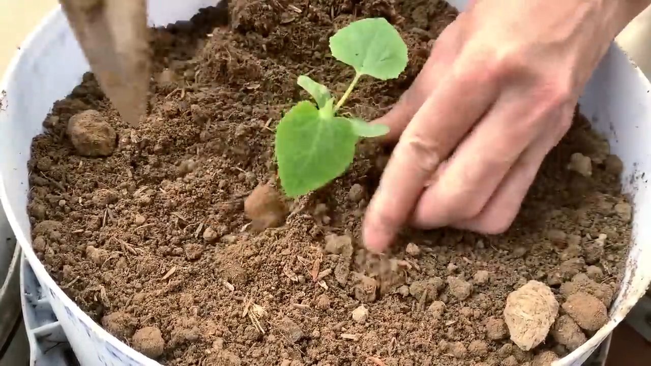 Gartenmelone süßer machen
