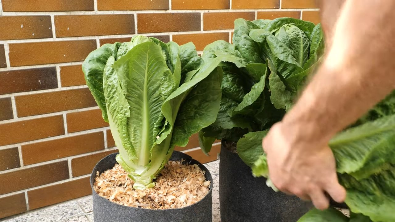 Romana Salat anbauen Topf