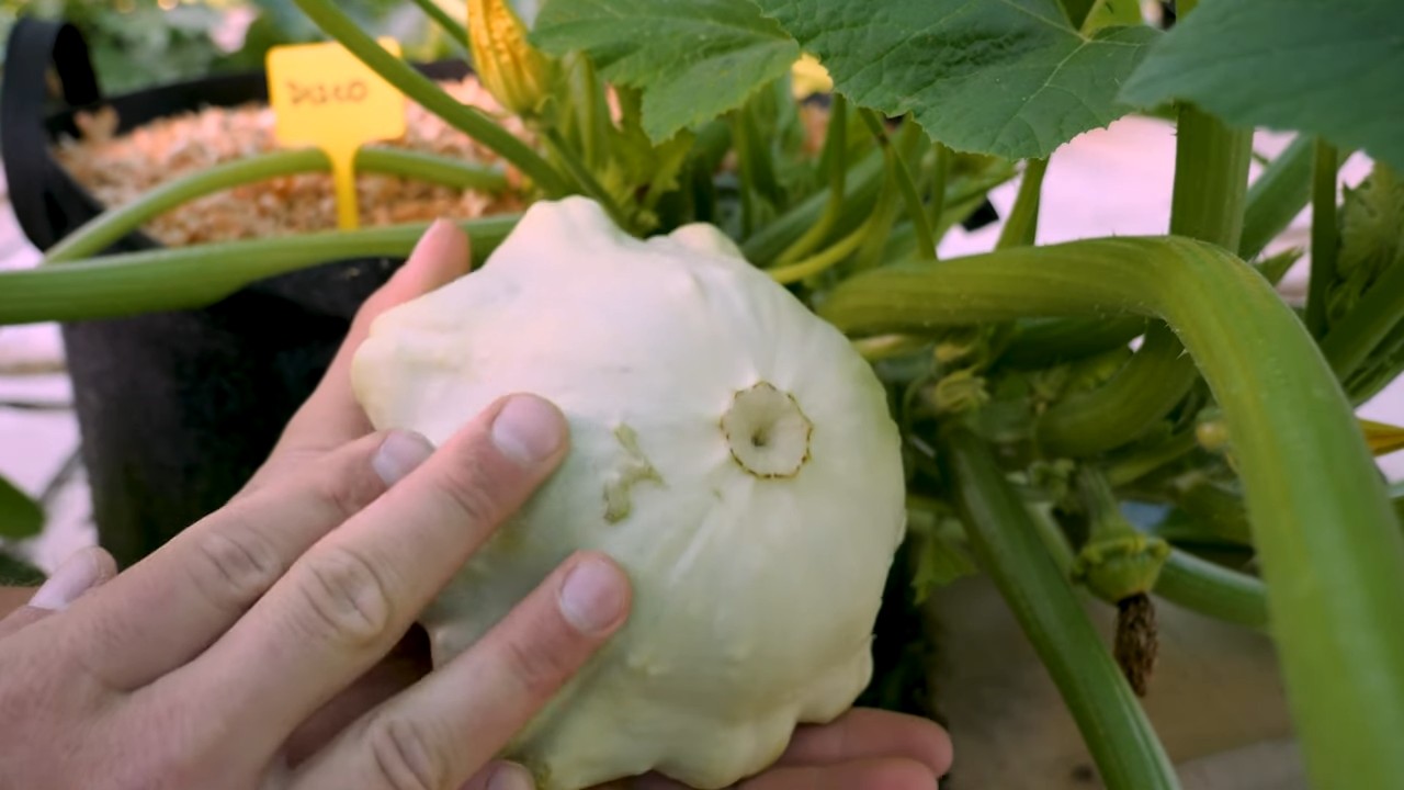 Sommerkürbis anbauen ohne Garten