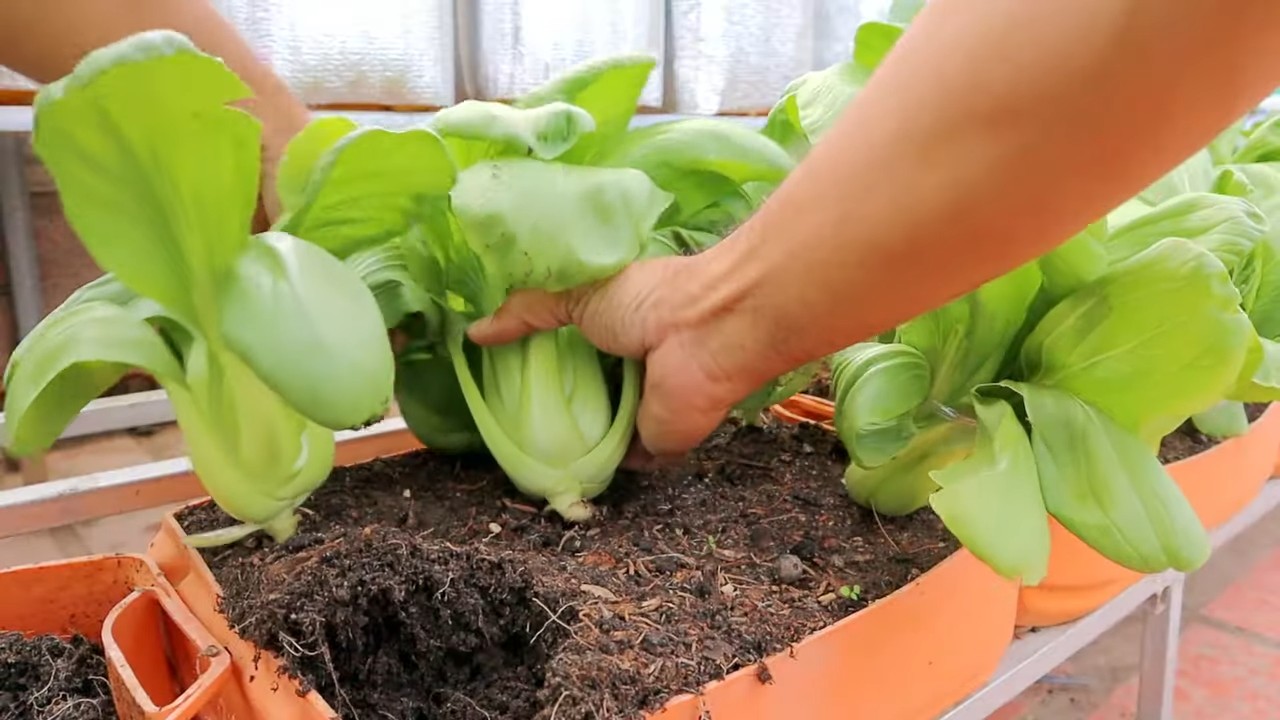 Bok Choy im Topf pflanzen