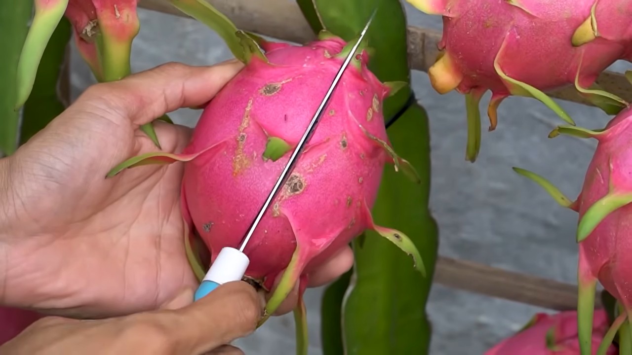 Drachenfrucht Anbau Balkon