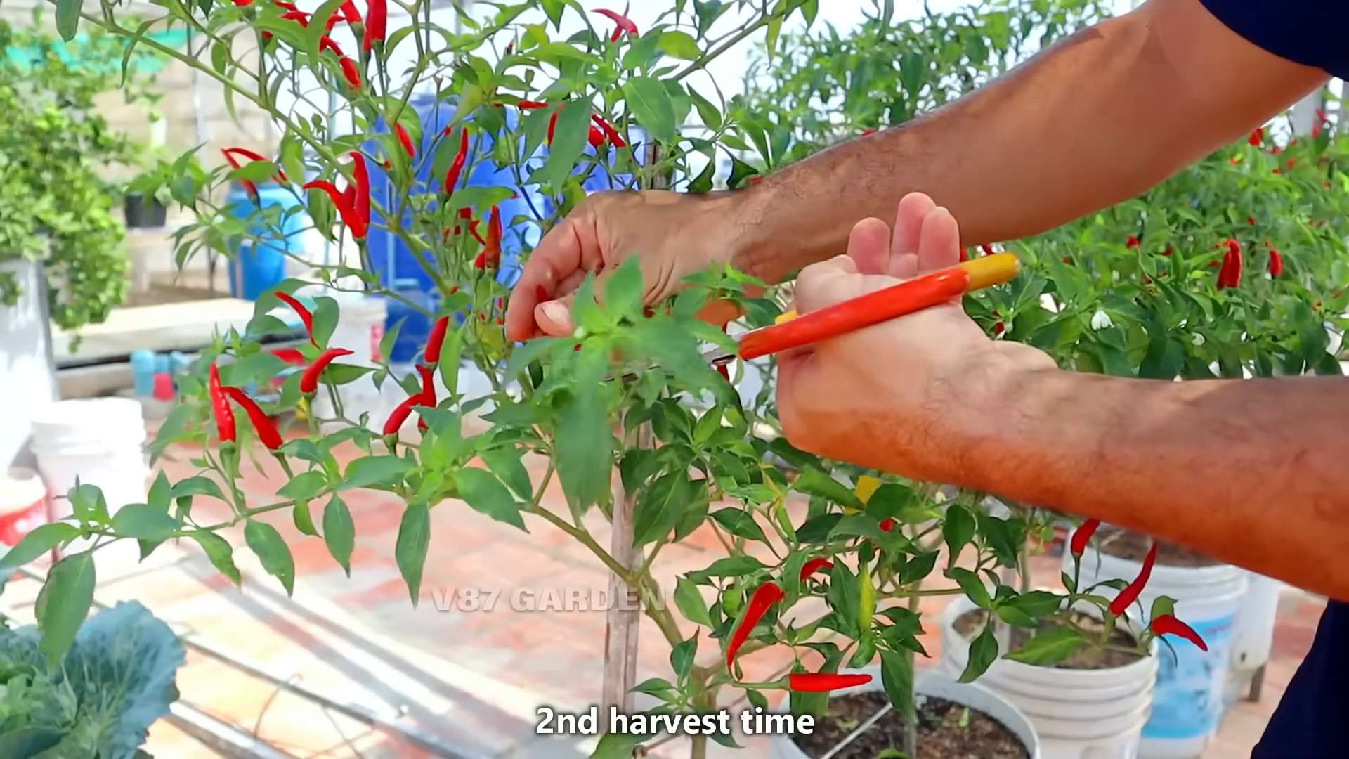 Chili anbauen im Topf