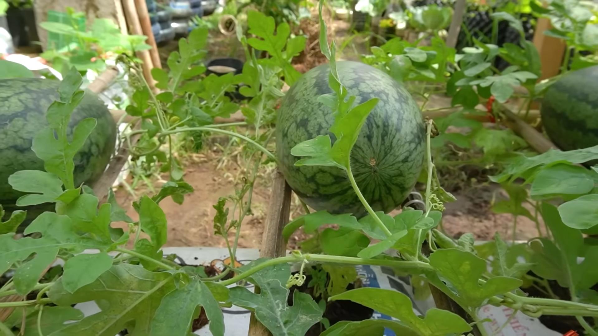 Wassermelonen Anbau im Sack