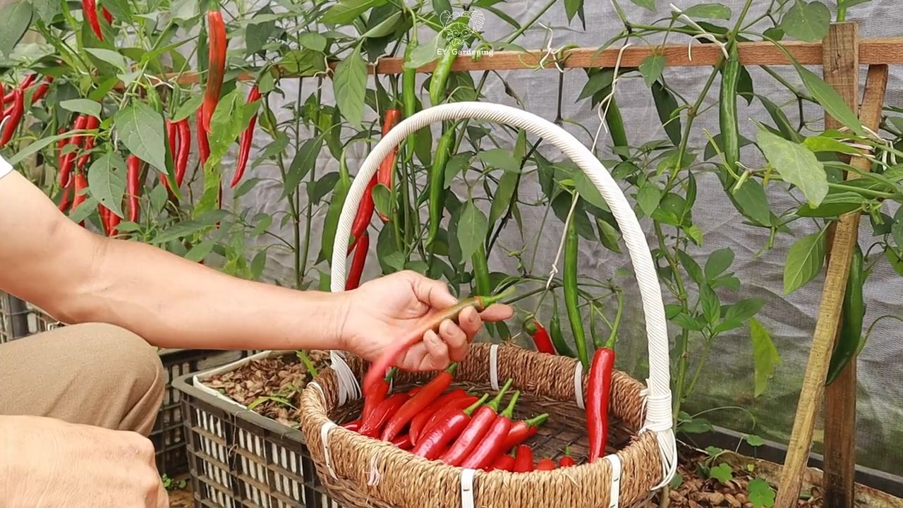 Chili Anbau Indoor Anleitung