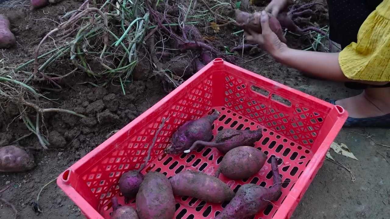 Süßkartoffeln vertikal anbauen