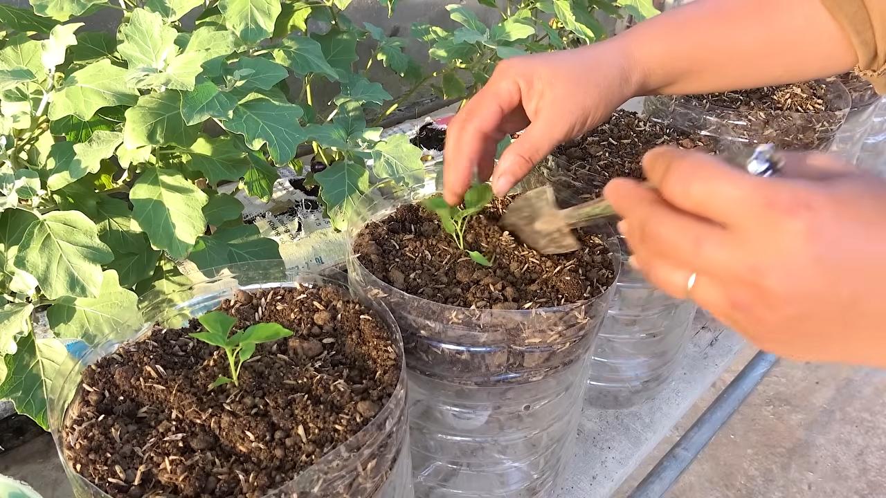 Chilis anbauen Plastikflaschen