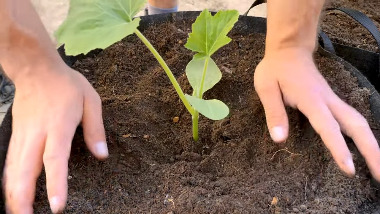 Sommerkürbis anbauen ohne Garten