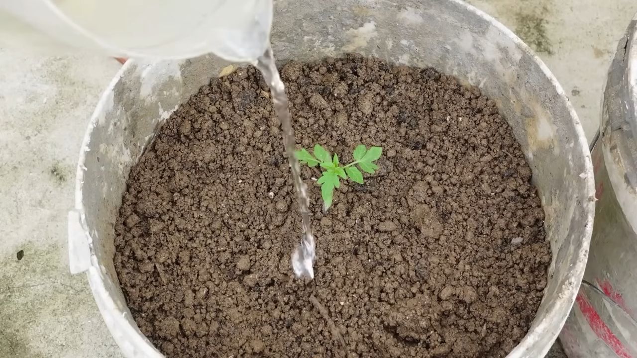 Cherrytomaten Anbau Indoor