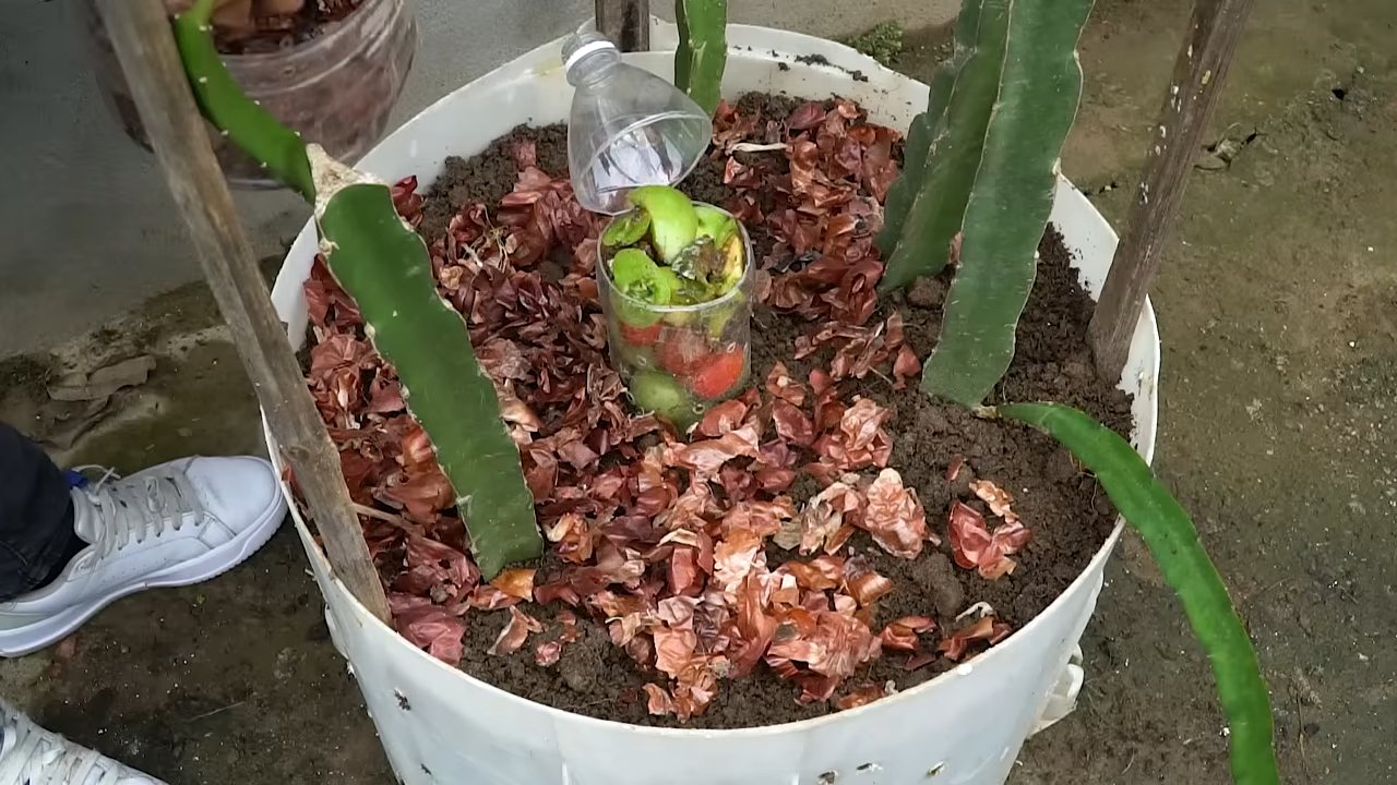 Drachenfrucht Anbau Balkon