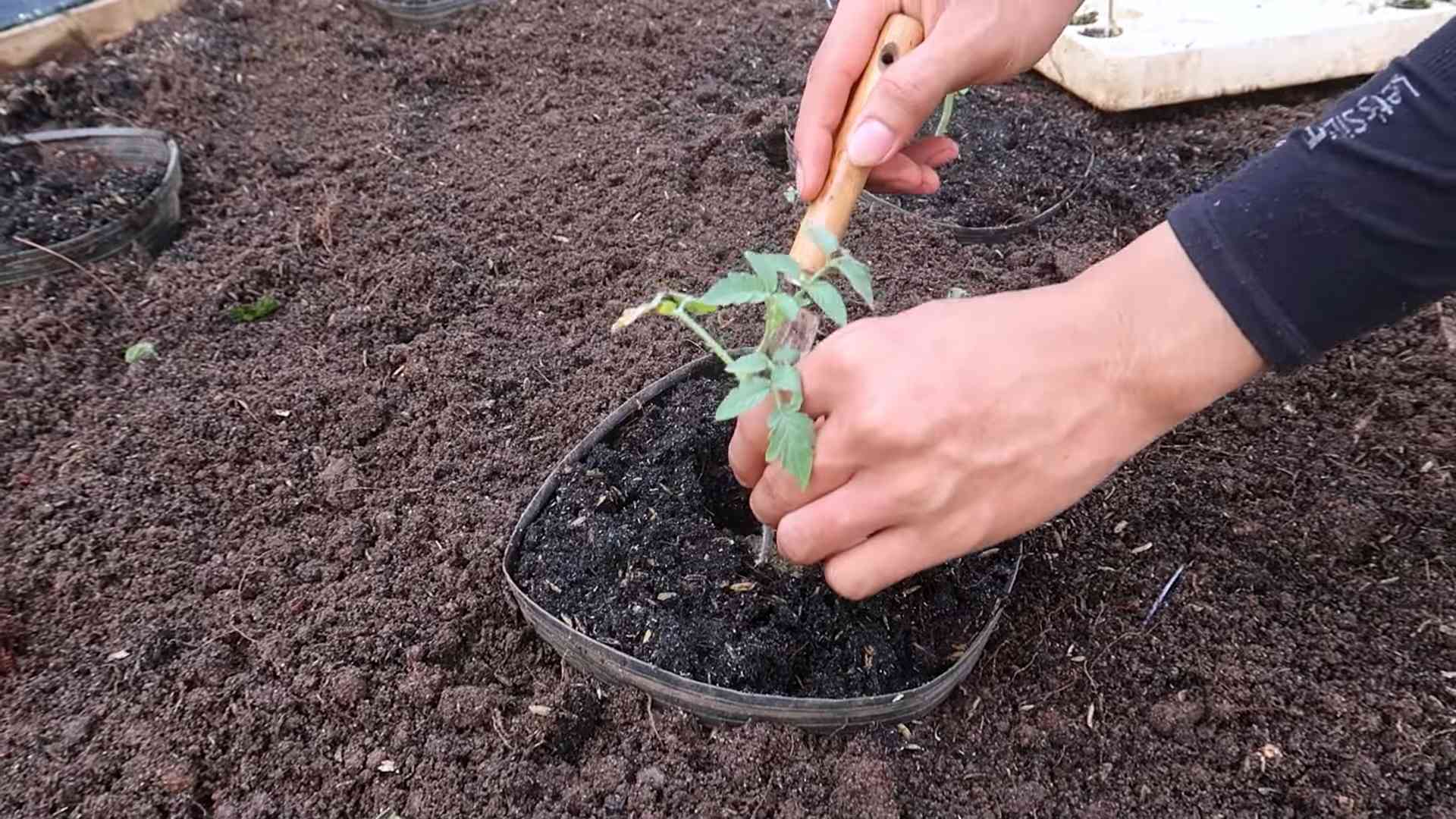 Tomaten Ertrag steigern
