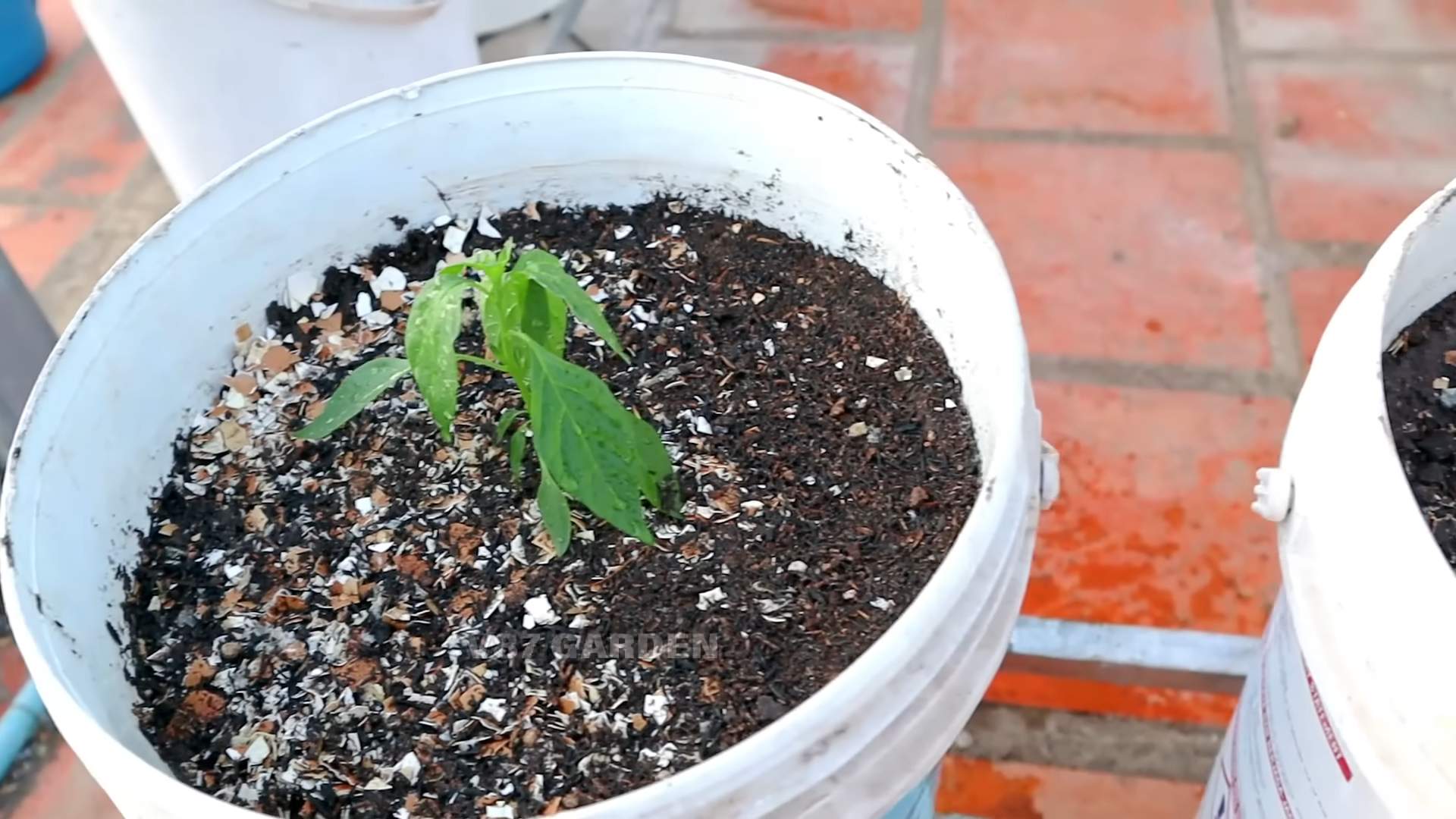 Chili anbauen im Topf