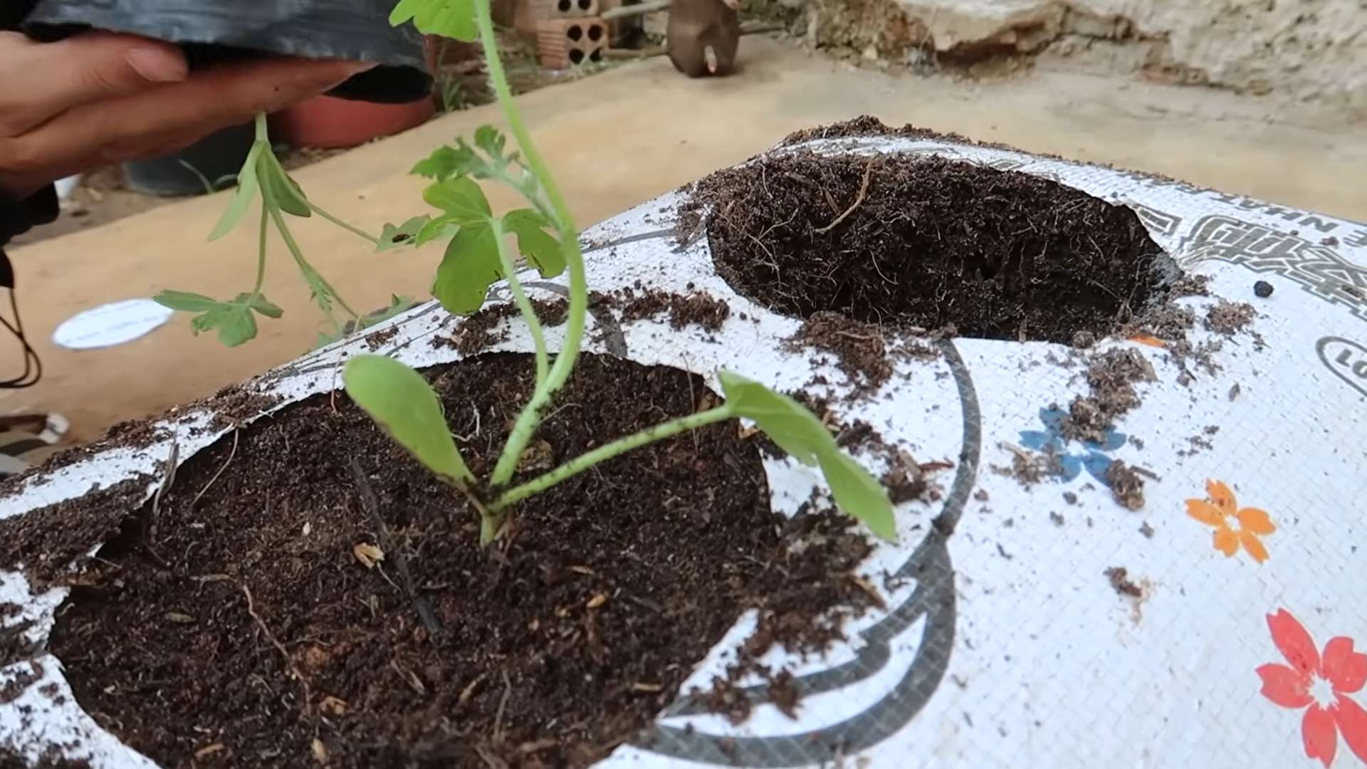 Wassermelonen Anbau im Sack