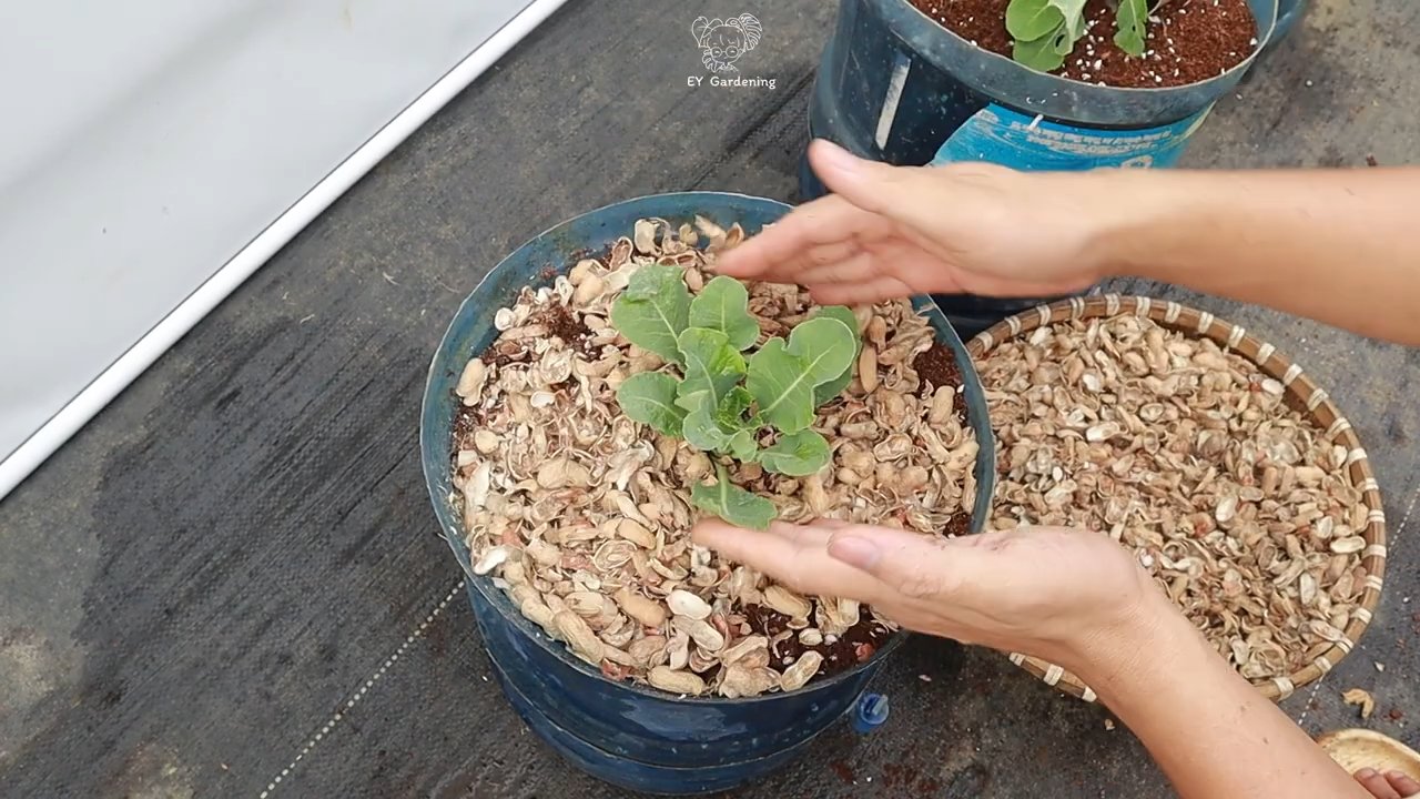 Blumenkohl Anbau Wenig Gießen